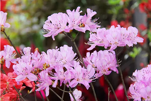 杜鹃花,杜鹃花图片