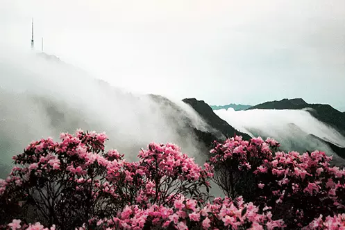 井冈山杜鹃山,杜鹃花,杜鹃花图片