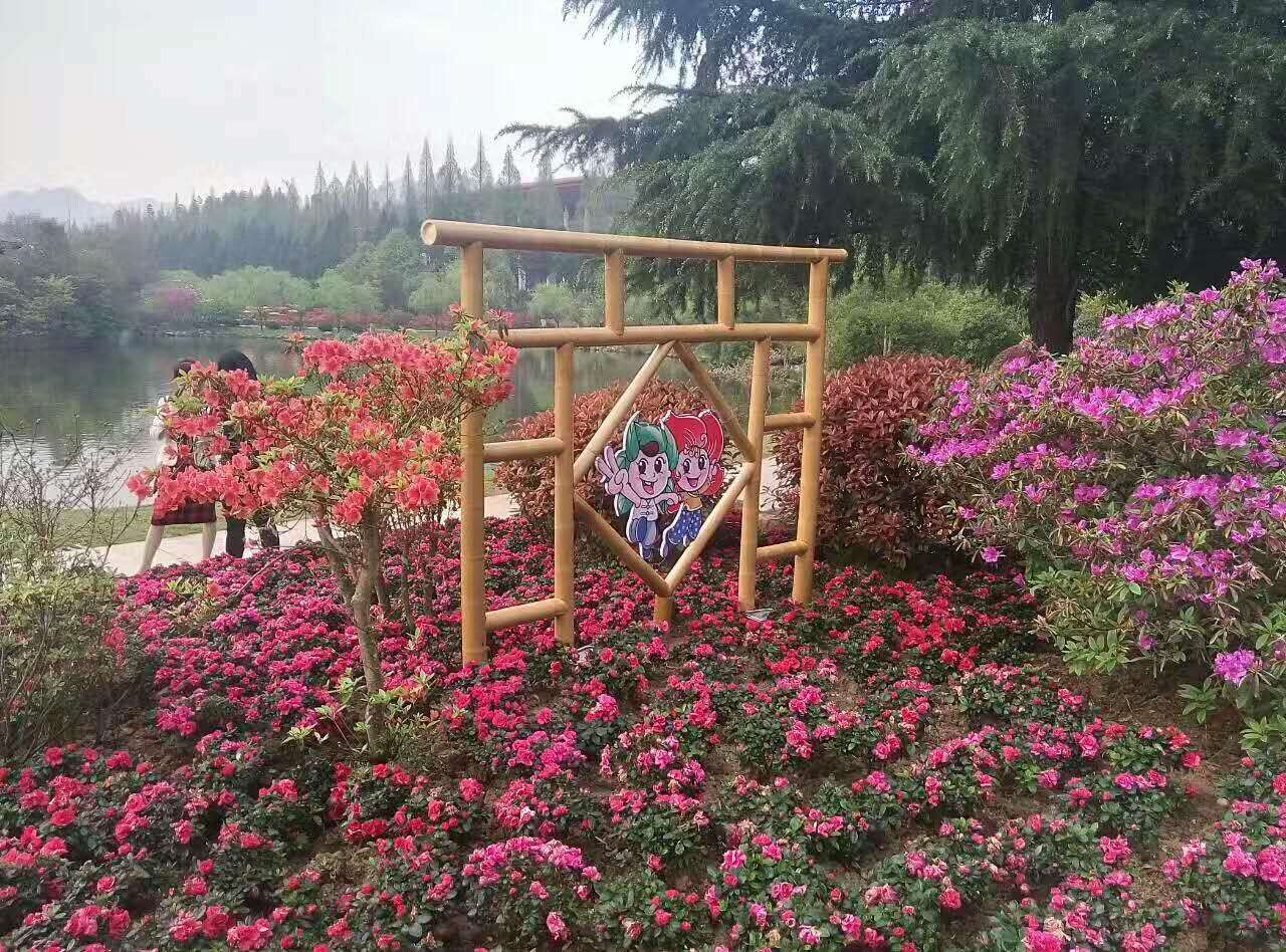 杜鹃花,杜鹃花图片